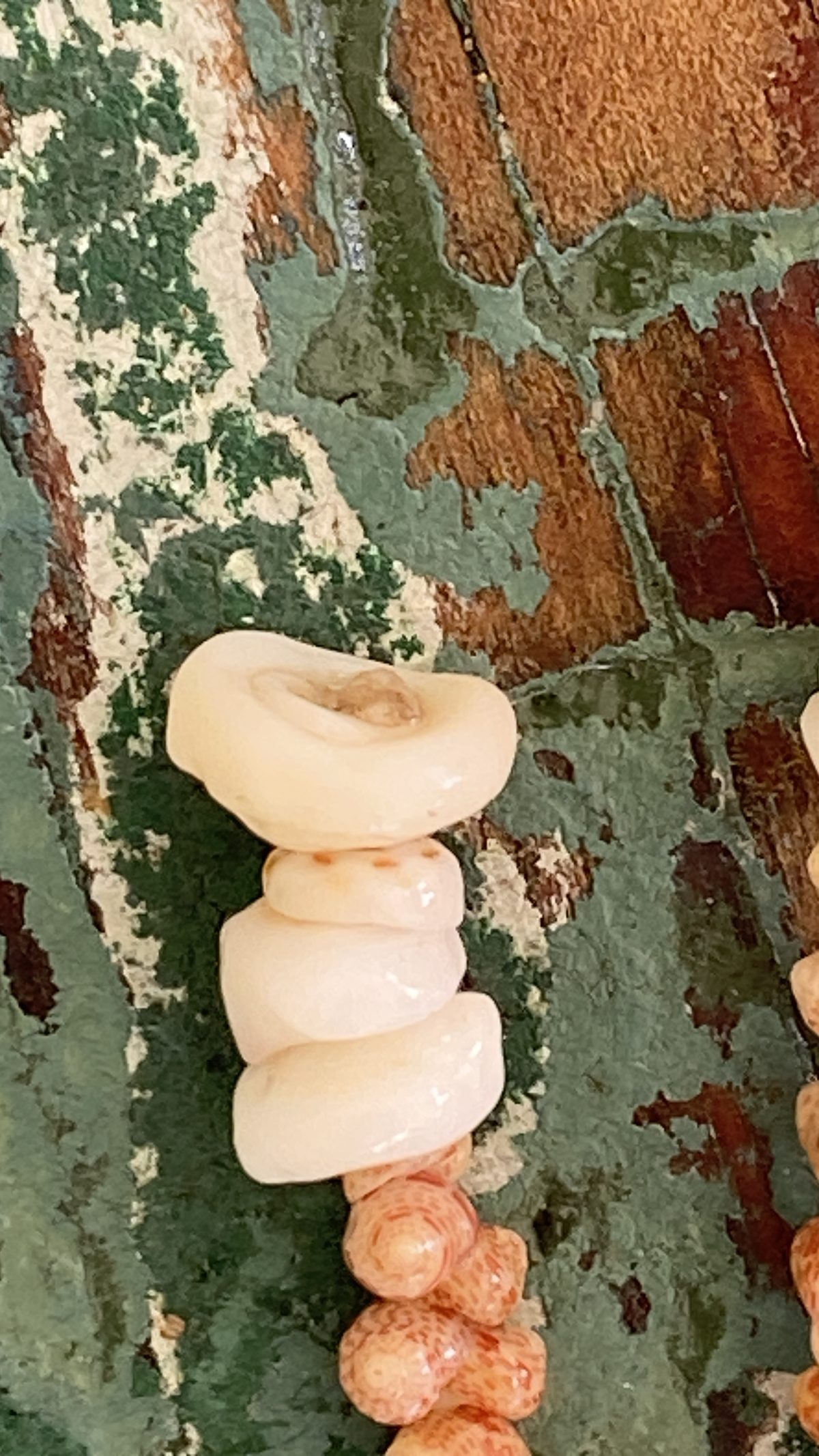 Momi Shell Lei