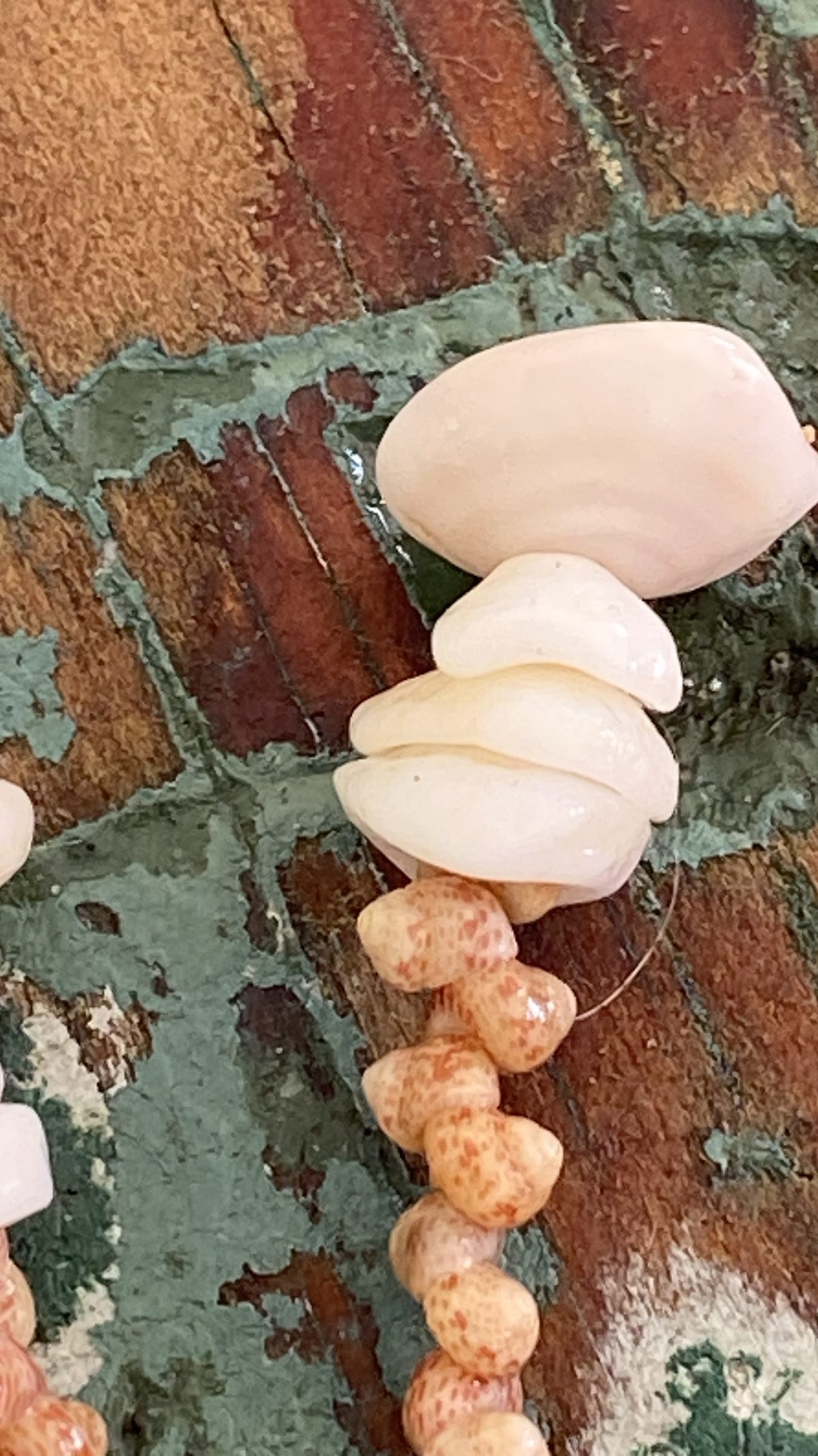 Momi Shell Lei