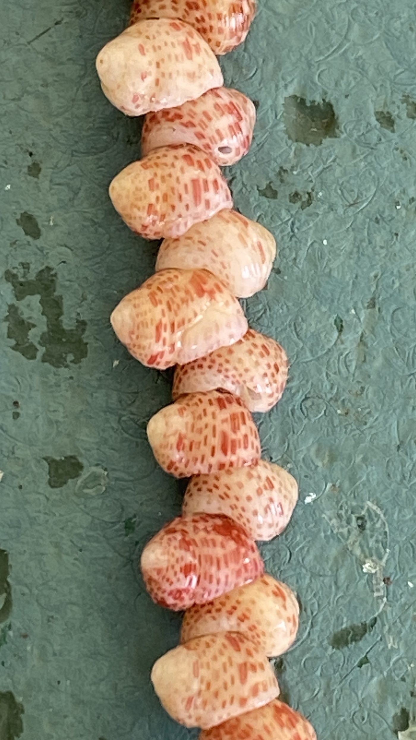 Momi Shell Lei
