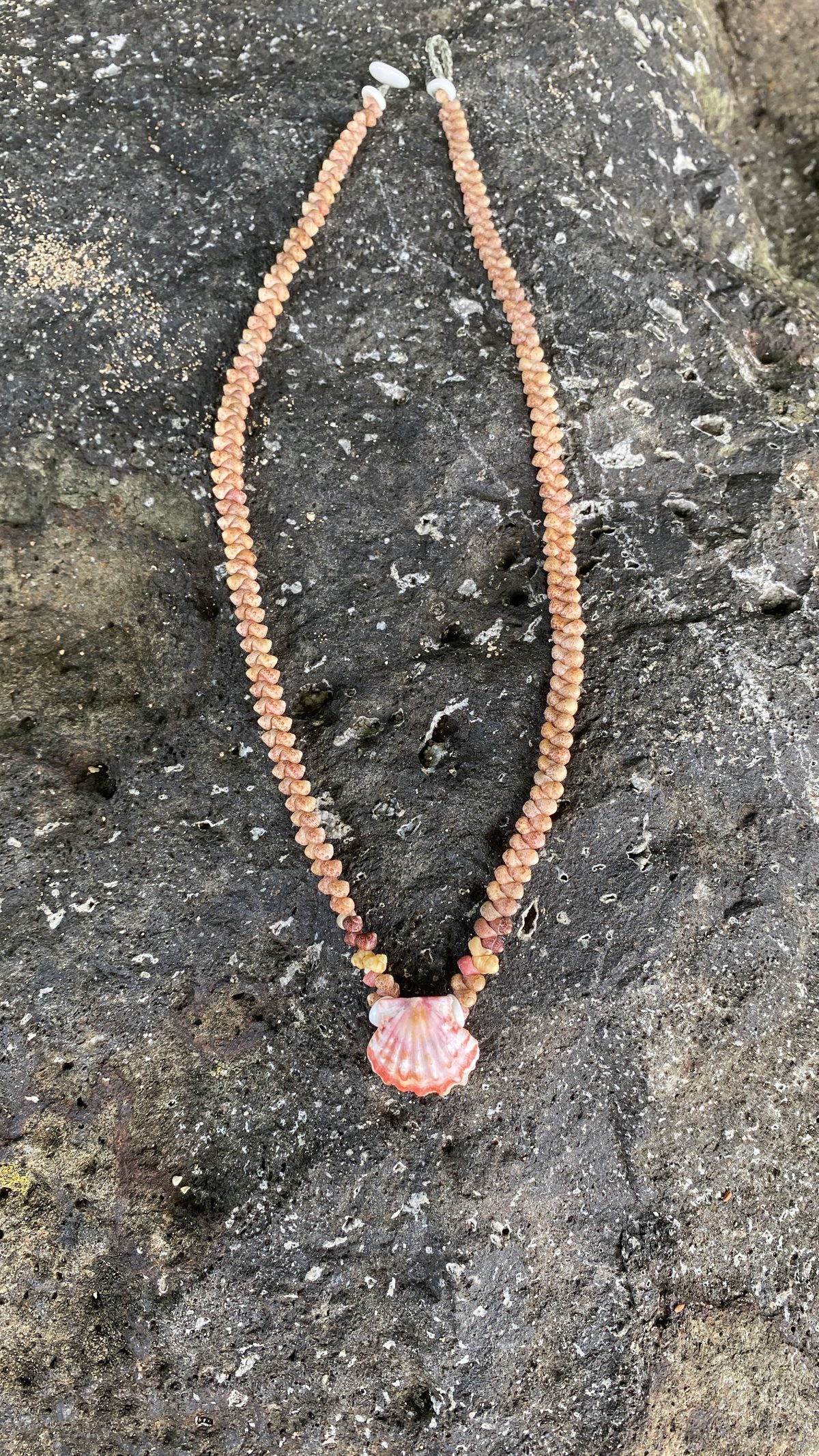 Nassarius & Cowrie Strand