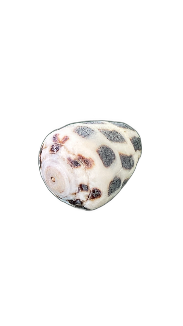 Spotted Nerite Specimen
