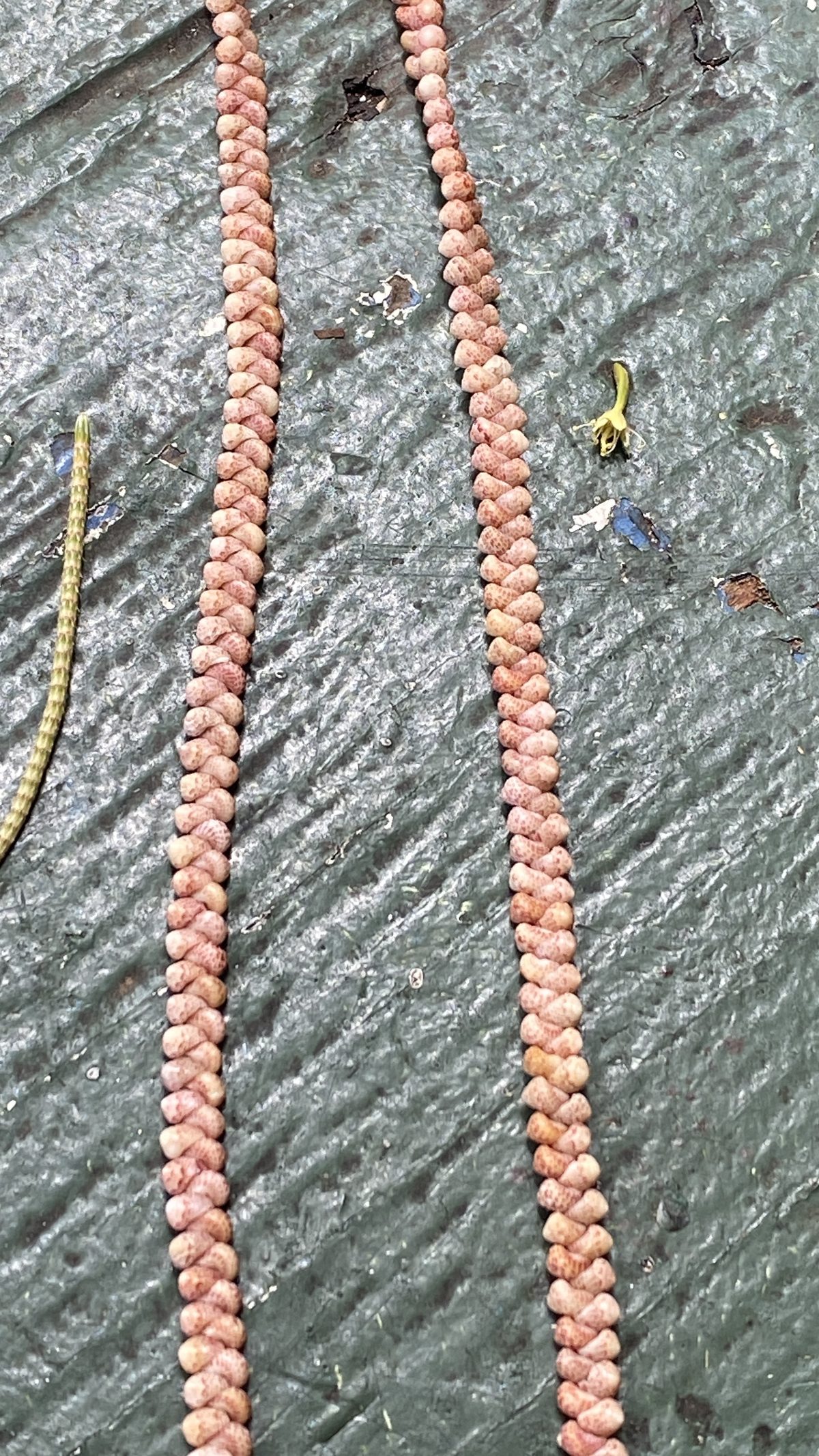 Sunrise Kahelelani Necklace