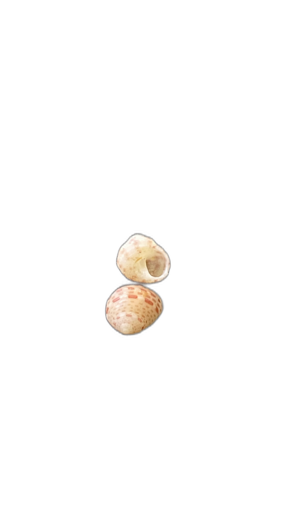 Momi Shells — A Study in Miniature