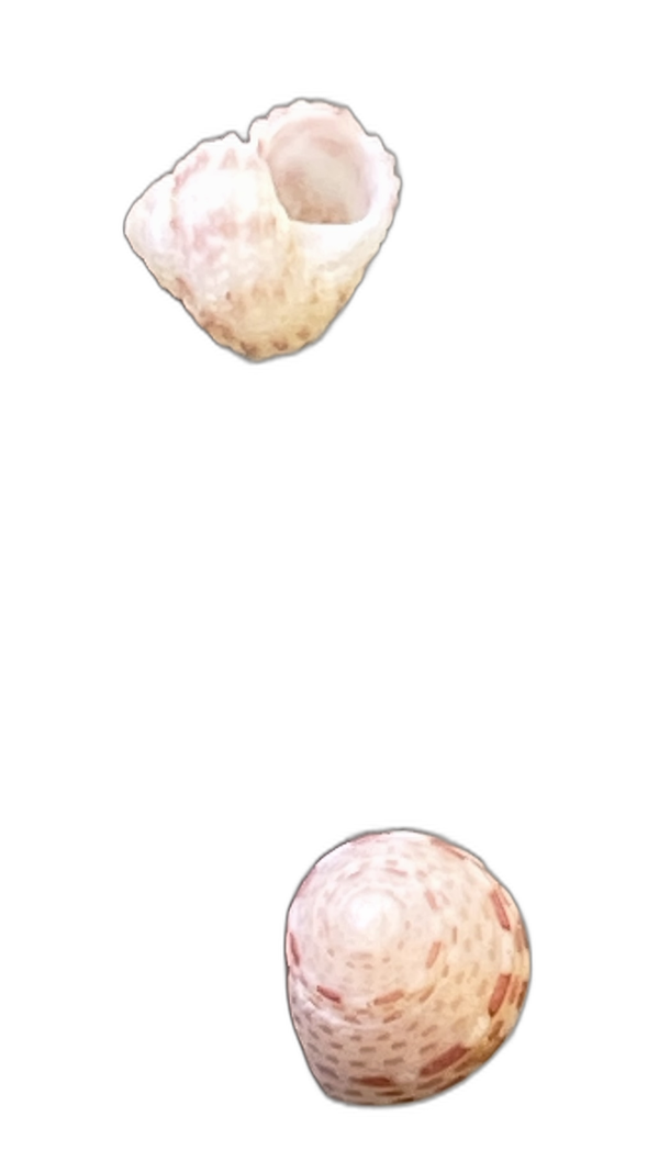 Momi Shells — A Study in Miniature
