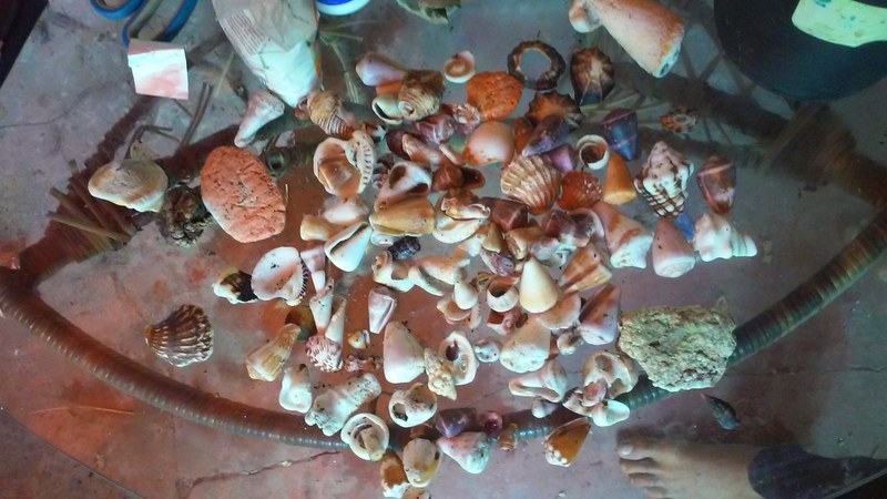 The Collector's Hands