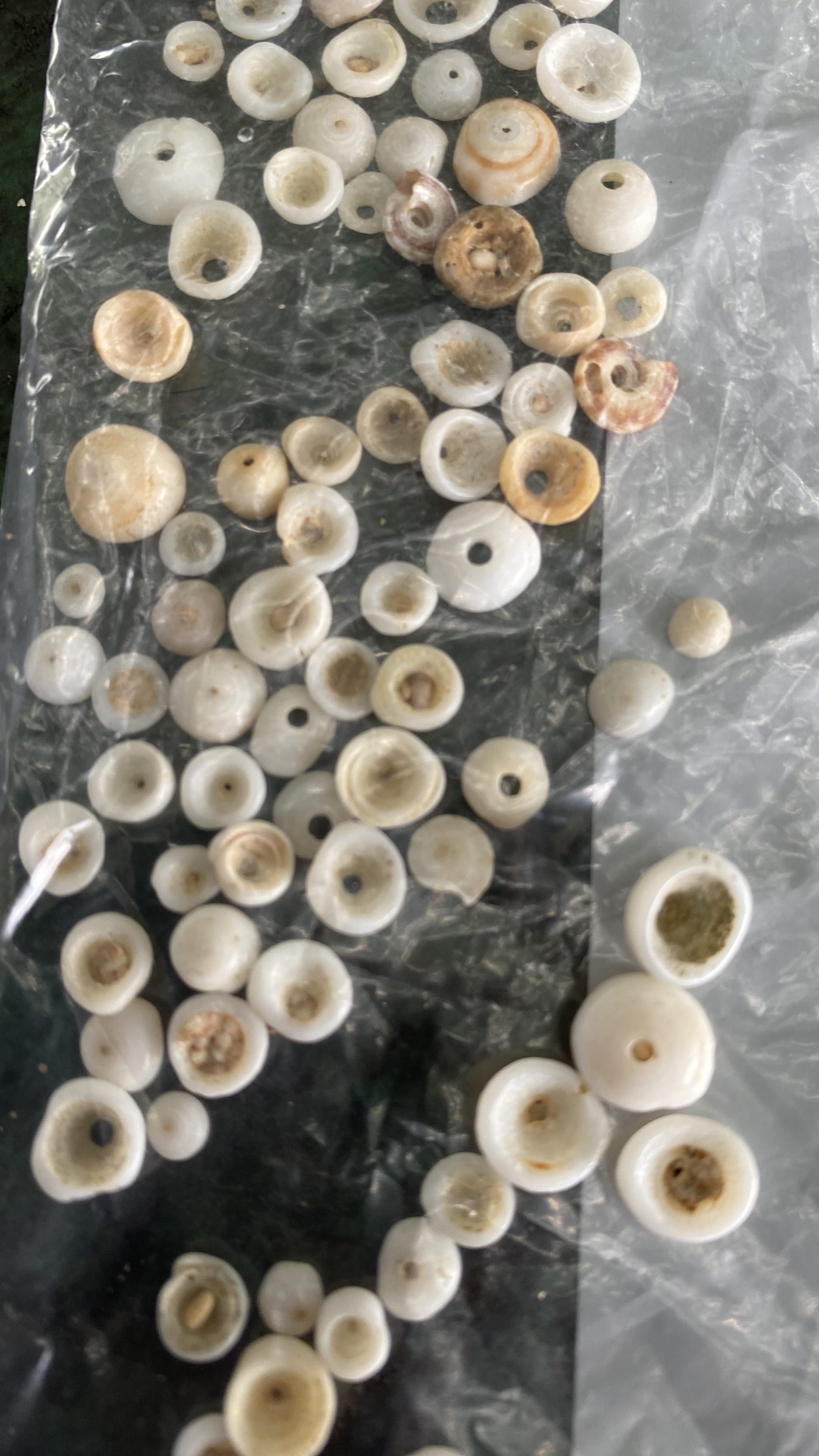 Three Hundred Shells